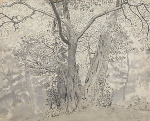 Tree Study by Thomas Stothard