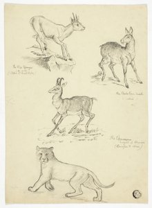 Chamois, Musk, Klipbok and Lion by Thomas Uwins
