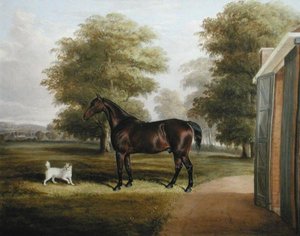 A Bay Horse with a Terrier by Thomas W. Bretland