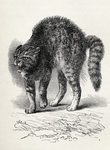 Cat Terrified by a Dog, from Charles Darwin