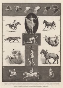 Motions of Animals Illustrated by the Instantaneous Photographs of Mr Muybridge by Thomas Walter Wilson