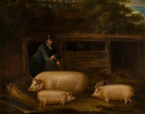 Harry Green, Pigman, with his Pigs in a Sty