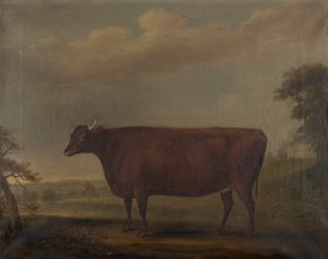Red Devon Heifers in Landscape
