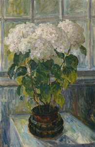 Hydrangea