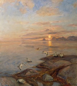 Seabirds in Midnight Sun