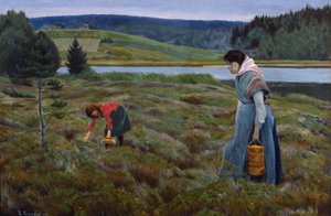Picking cloudberry