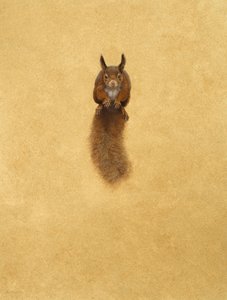 Leaping Red Squirrel by Tim Hayward
