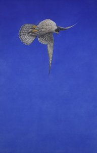 The Corkscrew Stoop; Peregrine Falcon by Tim Hayward