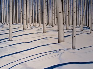 Snow Covered Woods