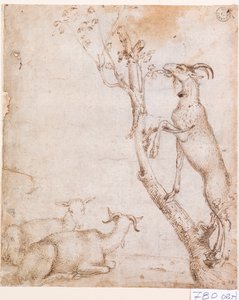 Goats in Pasture