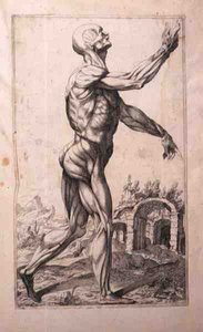 Anatomical study by Titian (c.1488 1576) (after)