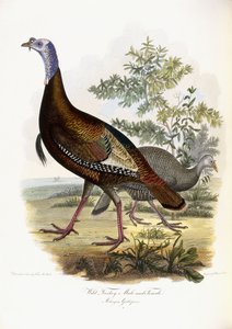 Wild Turkey, Male and Female, 1808-1814