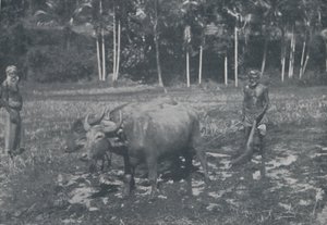 Cultivating Rice by Topical Press Agency