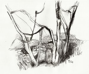 Bare Forest Sketch by Tore Bahnson