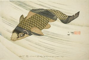 Carp Swimming Upstream