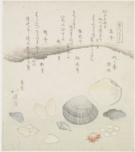 Forgotten Shell, Plum Blossom Shell, and Cherry Shell (A Series of Shells)