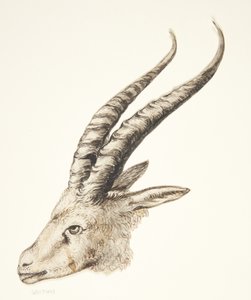 Head of a Mountain Goat by Ubekendt