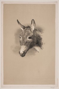 Donkey Head