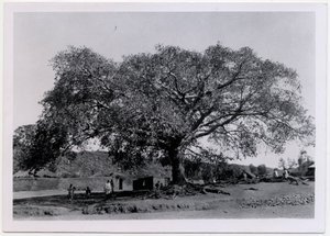 Tree with Broad Spreading Canopy in Front of Village Wall, Axum, Ethiopia