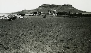 View of Archaeological Area of Naqa, with Dromedaries and Cattle, Sudan