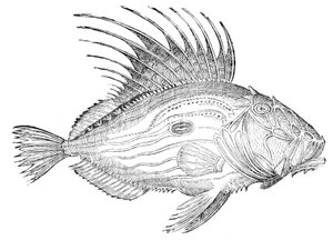 On Fish, Book V and on Whales, One Book