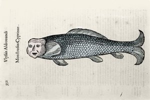 Fish representation Nicolas Plate illustrated with a manuscript of Natural History by Ulisse Aldrovandi (1522-1605), Ulisse Aldrovandi fonds, University Library of Bologna, ed. 1603 by Ulisse Aldrovandi