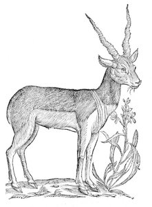 History of All Cloven-Hoofed Quadrupeds