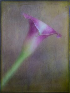 Dreamy Purple Calla Lily by Ulrike Eisenmann
