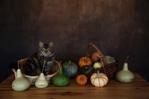 Cozy Cat Harvest Display by Ummu Nisan Kandilcioglu