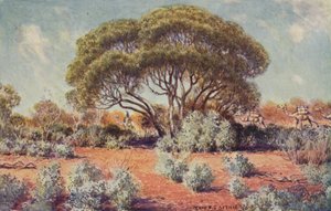 A Fertile Spot in Central Australia