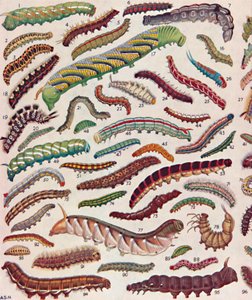 A Hundred Different Kinds of Caterpillars of Butterflies and Moths by Unbekannt