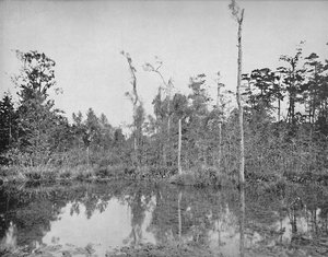 A Louisiana Swamp