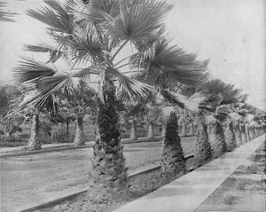 A Palm Avenue in Los Angeles, Cal.