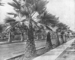 A Palm Avenue in Los Angeles, California, USA, c1900