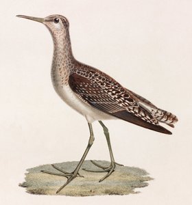 A Colour Illustration of a Bird