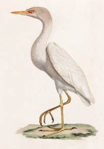 A Colour Illustration of a Bird