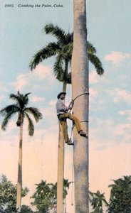 A Man Climbing a Palm Tree, Cuba, 1911 by Unbekannt