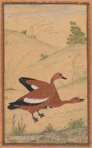 A pair of Brahminy ducks, borders added probably 1800s by Unbekannt