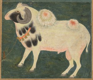A Royal Ram with a Gold Chain