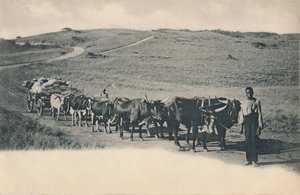 A Typical Ox Wagon - South Africa by Unbekannt