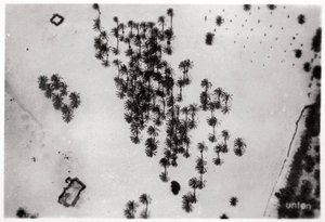 Aerial View of Palm Shadows in the Arabian Desert, from a Zeppelin, 1931-1933 by Unbekannt