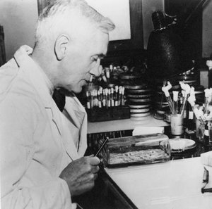 Alexander Fleming, Scottish Bacteriologist in His Laboratory