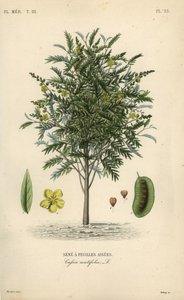 Alexandrian senna