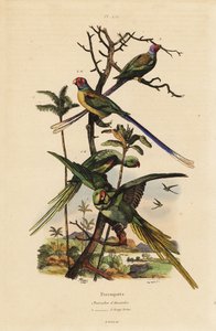 Alexandrine parakeet, Psittacula eupatria, and long-tailed parakeet, Psittacula longicauda