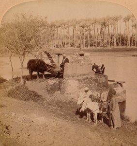 An Egyptian Sakiyeh, Drawing Nile Water for Irrigation, Egypt, 1896