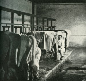 An Up-To-Date Milking-Shed at the Walker-Gordon Farm