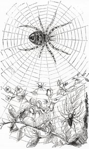 An orb-weaver spider or araneid by Unbekannt