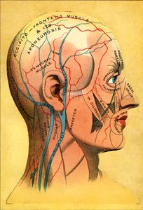 Anatomical chart, the head - Scalp: venous drainage