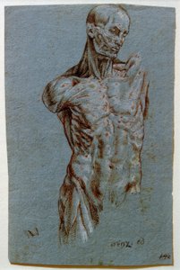 Anatomical Study (Écorché)