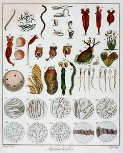 Animalcules Observed by Anton van Leeuwenhoek